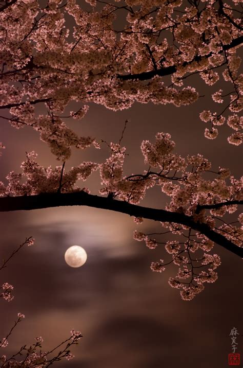 Cherry Blossom Under The Moonlight Cherry Blossom Under The Moonlight