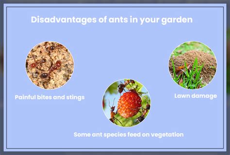 Disadvantages Of Ants