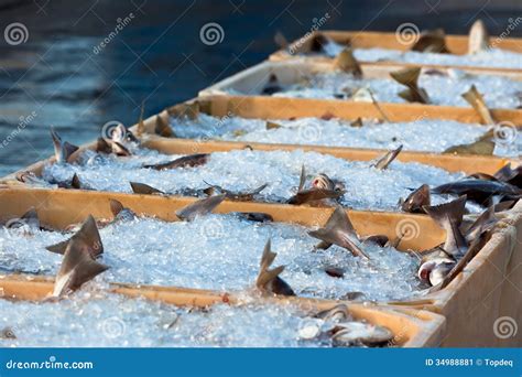 Fresh Fish Shipped