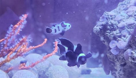 Great Experience And New Clownfish From Cultivated Reef Reef2reef