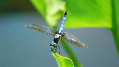 Small Dragon By Jutta Angelika Reed On Youpic Small Dragon By Jutta Angelika Reed On Youpic